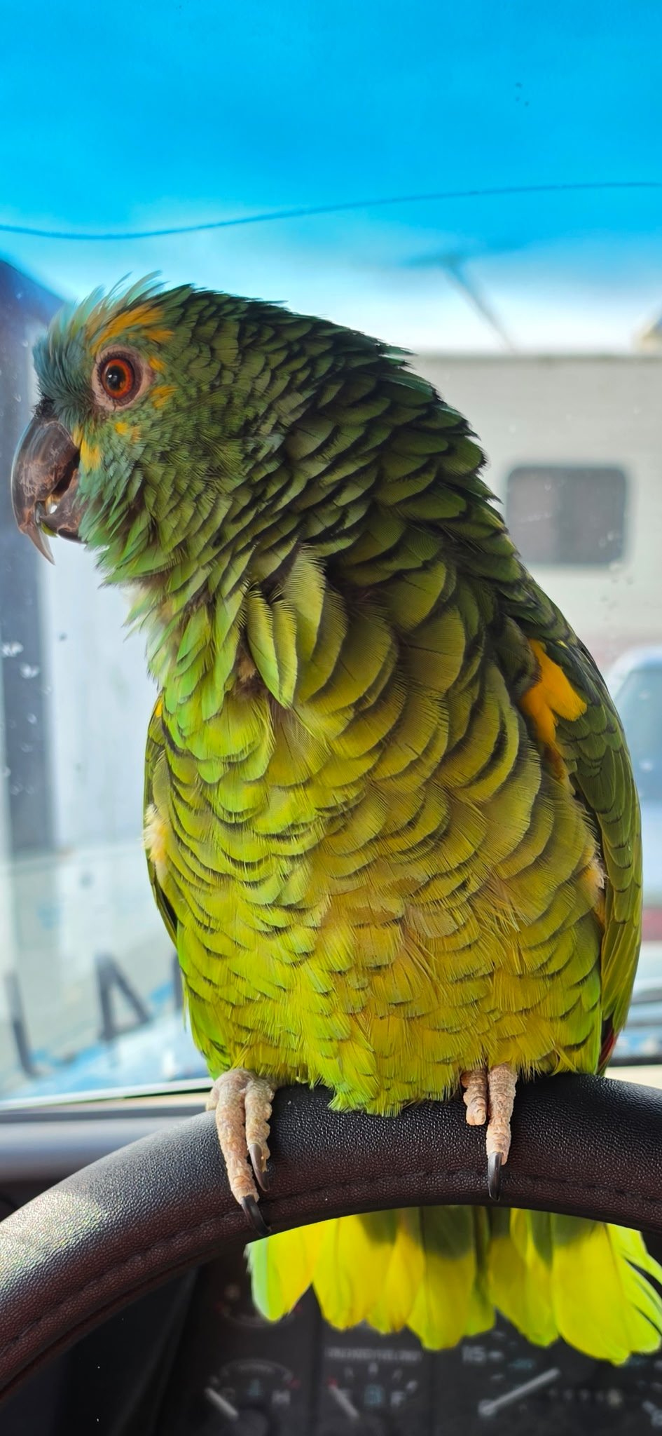 A green parrot perched on a steering wheel
